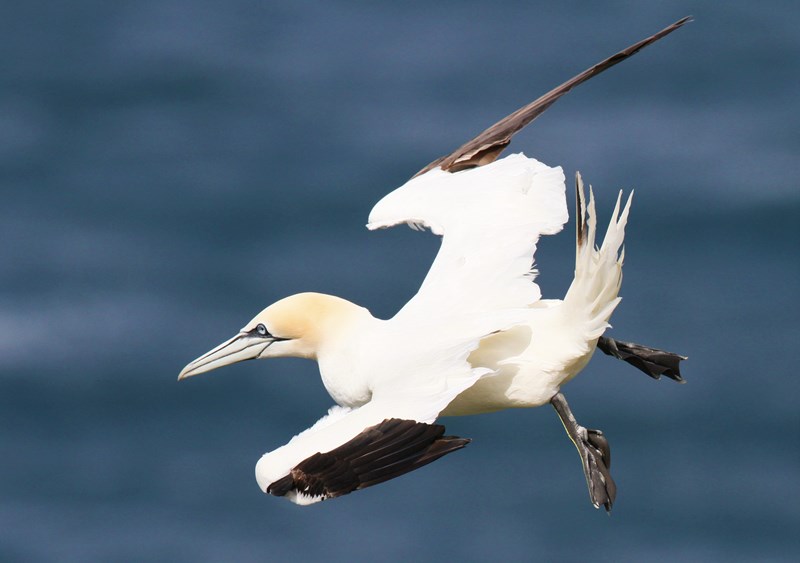 Gannet in flight