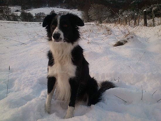 Breagh taking a rest from playing in the snow