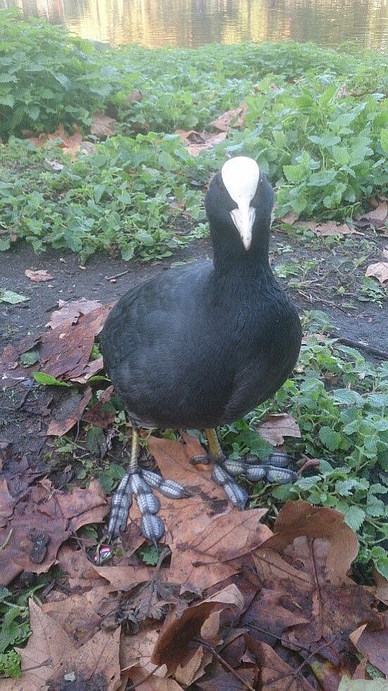 Coots have really curious feet, they are lobed