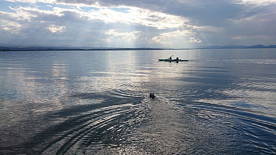 Happy dog swimming in Moray Firth