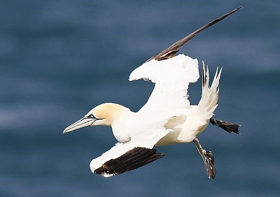 Gannet in flight