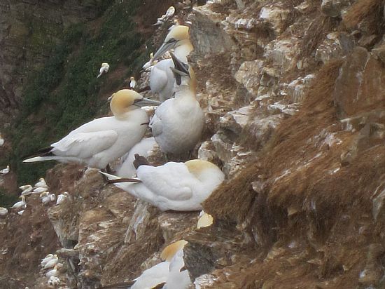 Gannets taken at Troup Head