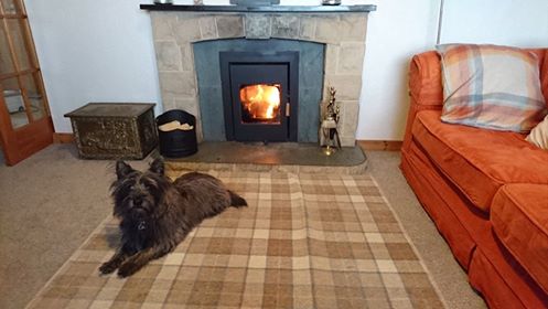 Hamish the Cairn giving the stove the seal of approval
