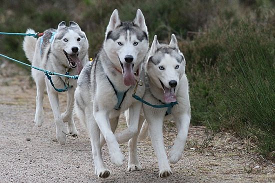 Up to three dogs welcomed free of charge