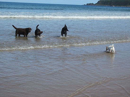 All of the beaches in the area are dog friendly all year round