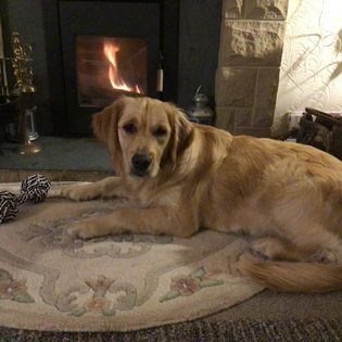 Dogs love the log-burning stove