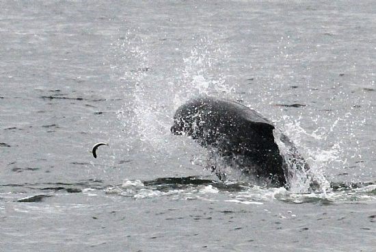 Bottlenose dolphin chasing small fish in the Moray Firth