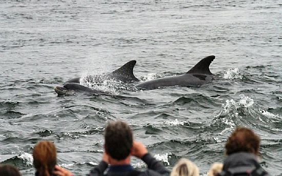 dolphin watchers at Chanonry Point