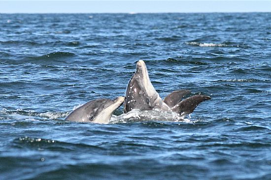 bottlenose dolphins in the Moray Firth