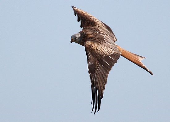 Red kites are often seen over Ardersier Common