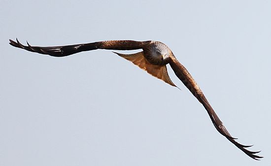 Red kite flying towards camera at Tollie Red Kite visitor centre