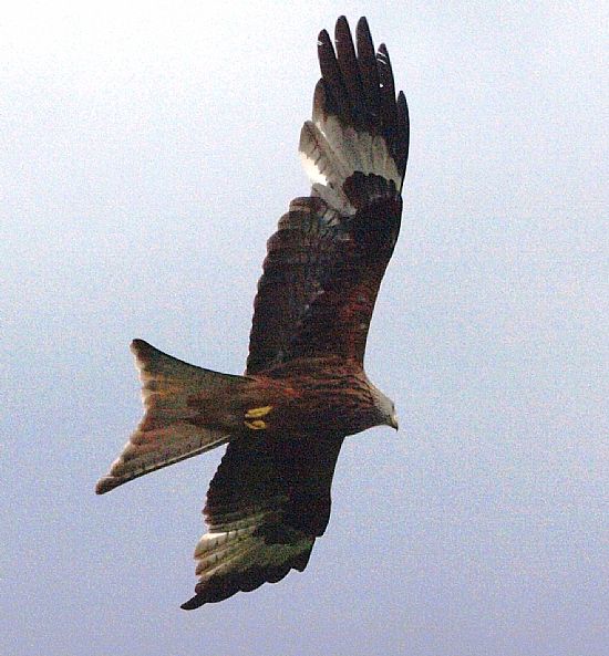 Red kite photographed at Tollie near Dingwall