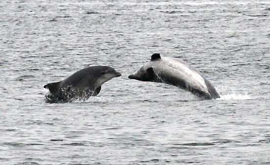 Moray Firth Dolphins leaping for joy