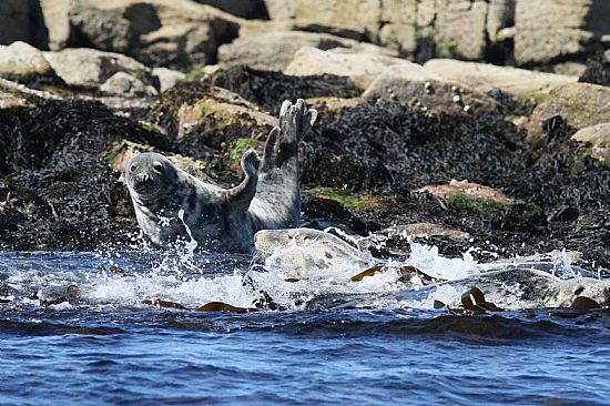 Both grey and the not so common, common seals are to be found in the Moray Firth