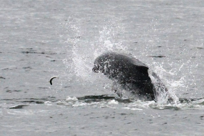 Bottlenose dolphin chasing small fish