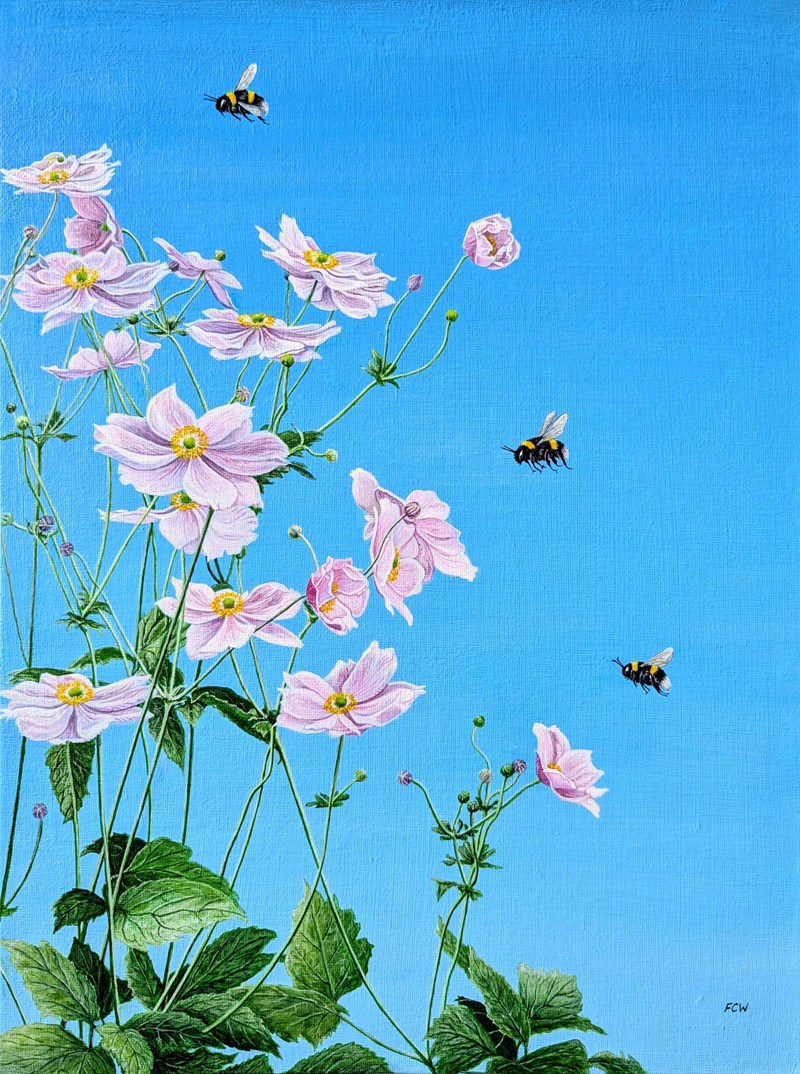 Bumblebees and Japanese Anemones