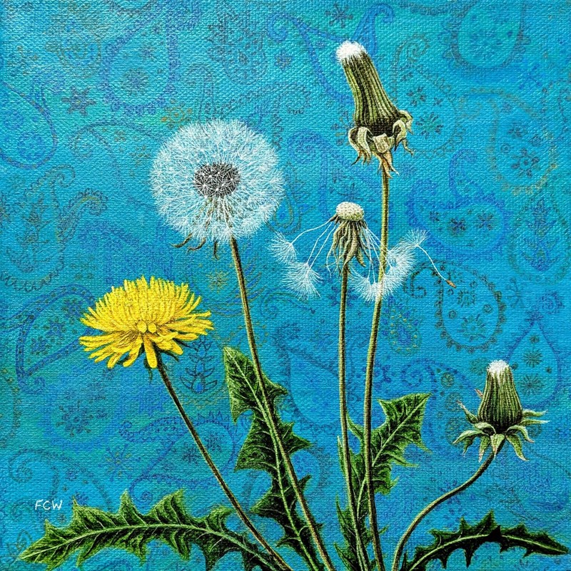Dandelions in Paisley