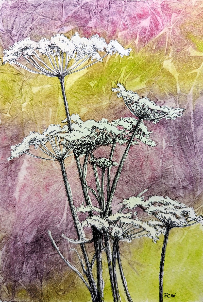 Hogweed Study