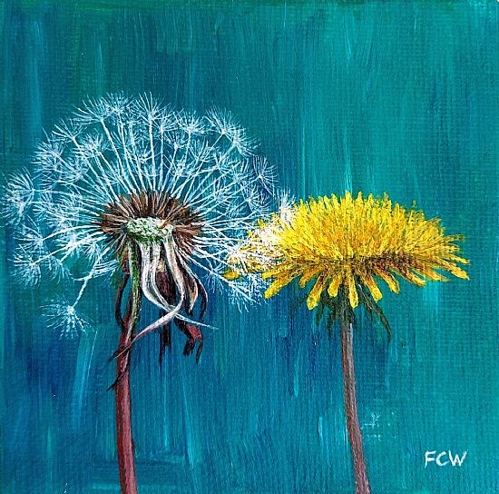 Dandelions