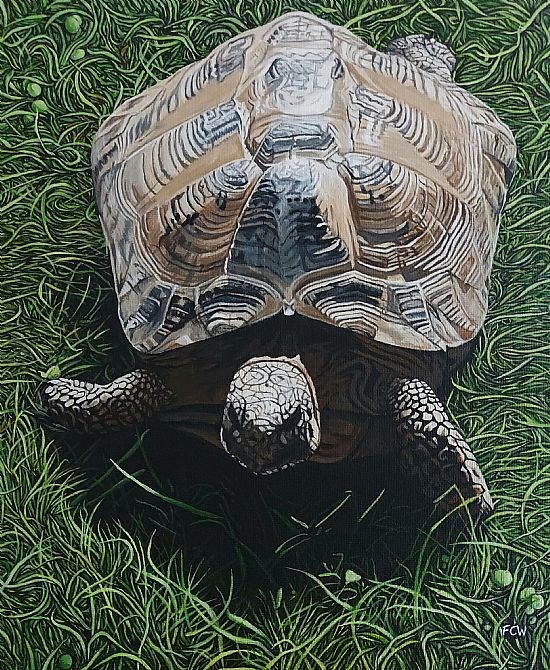 Henri Tortoise