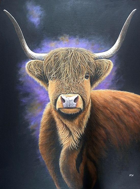 Highland Cow