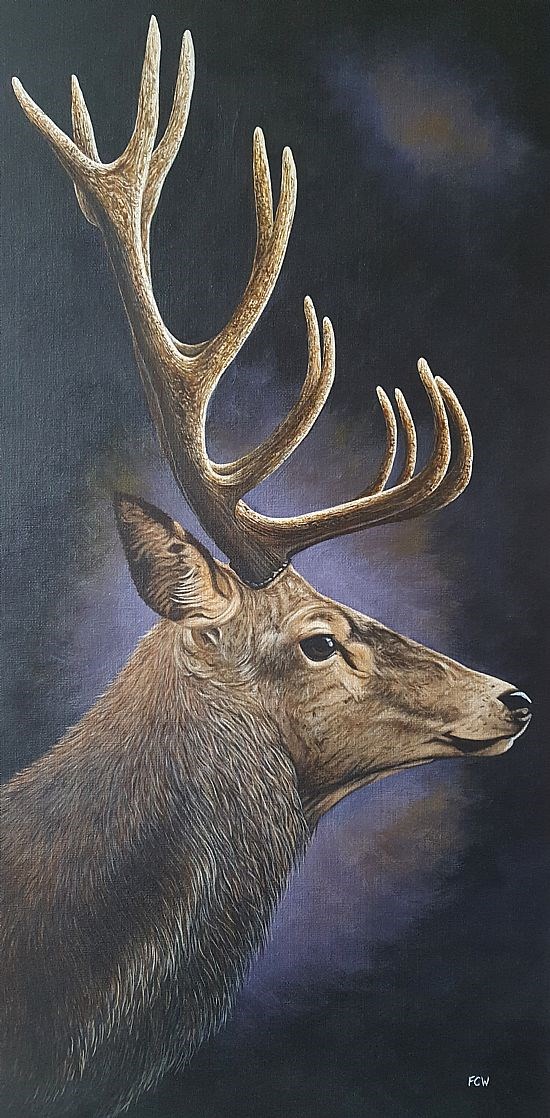 Highland Stag in Profile