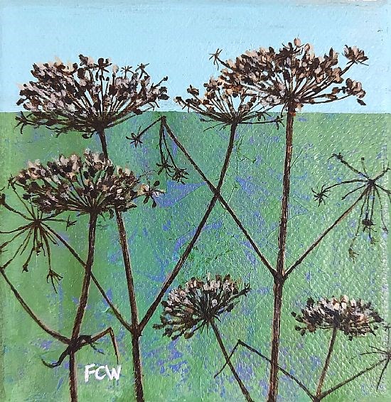 Hogweed Seedheads