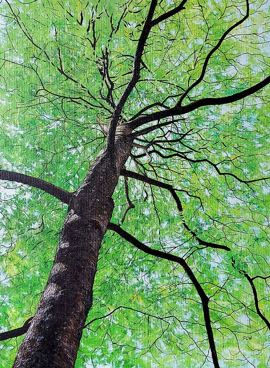 May Tree Canopy