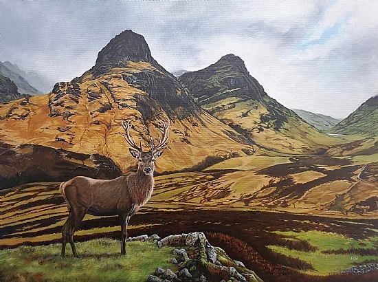 Stag in Glen Coe