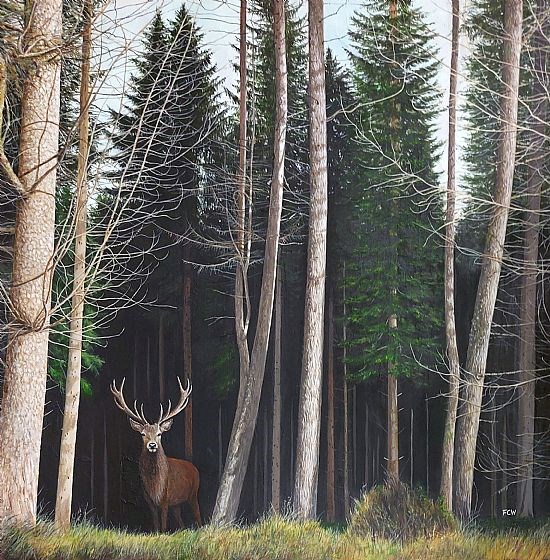 Stag in the Woods