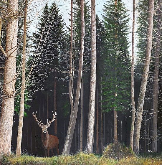 Stag in the Woods