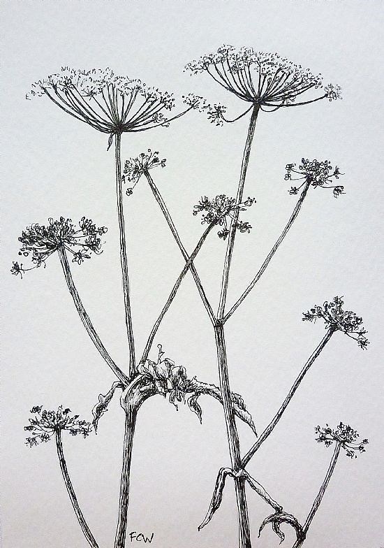 Hogweed Plants