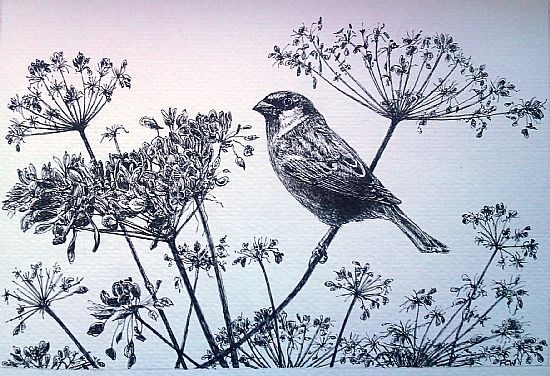 Sparrow in Hogweed