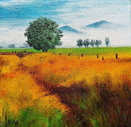 Small Yellow Field