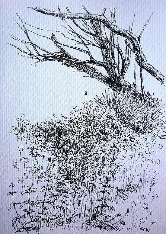 Glen Wyllin Tree Sketch 