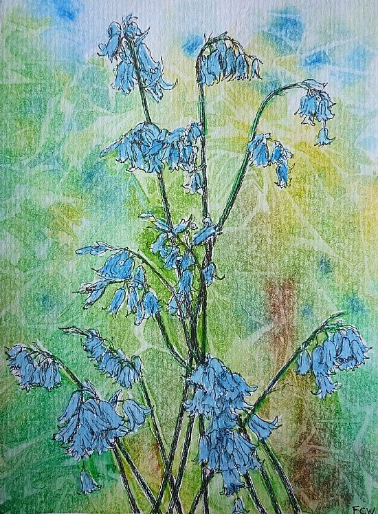 Bluebells