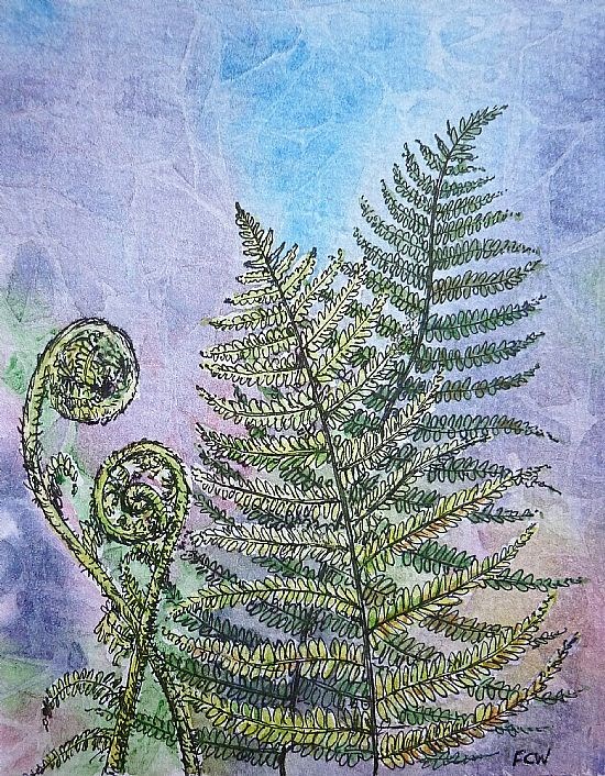 Ferns