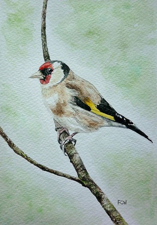 Goldfinch