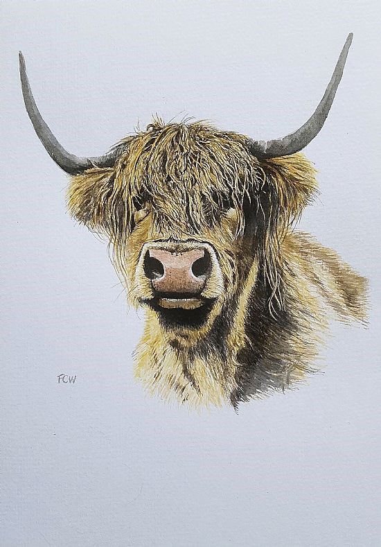 Highland Cow