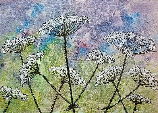 Hogweed Purple Patch