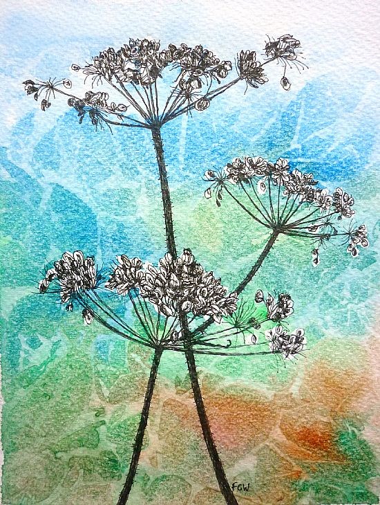 Hogweed Seed Heads