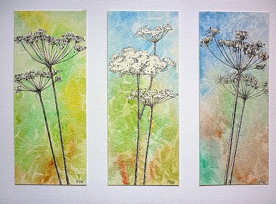 Hogweed Spring Summer Autumn