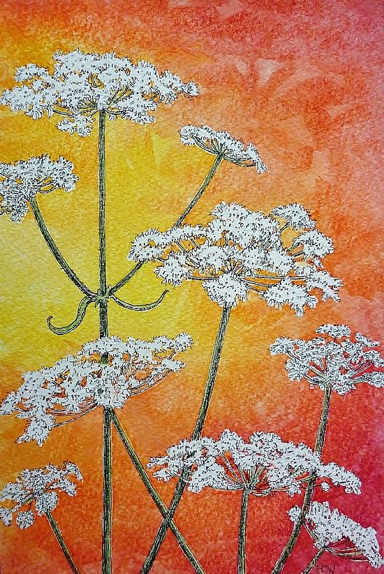 Hogweed Sunset