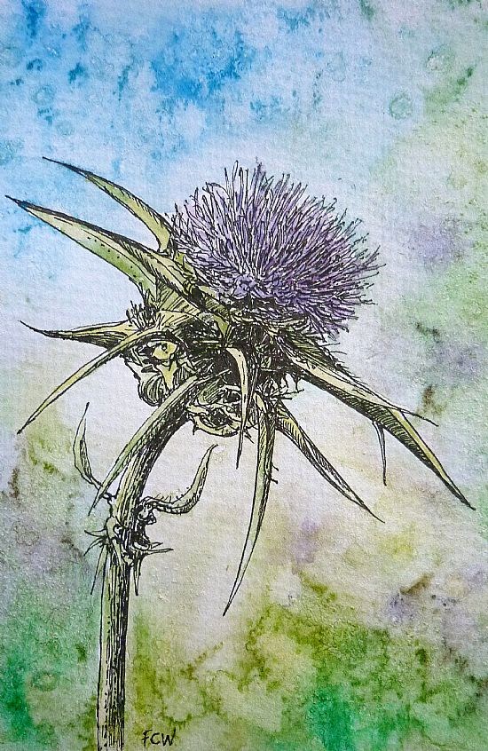 Milk Thistle