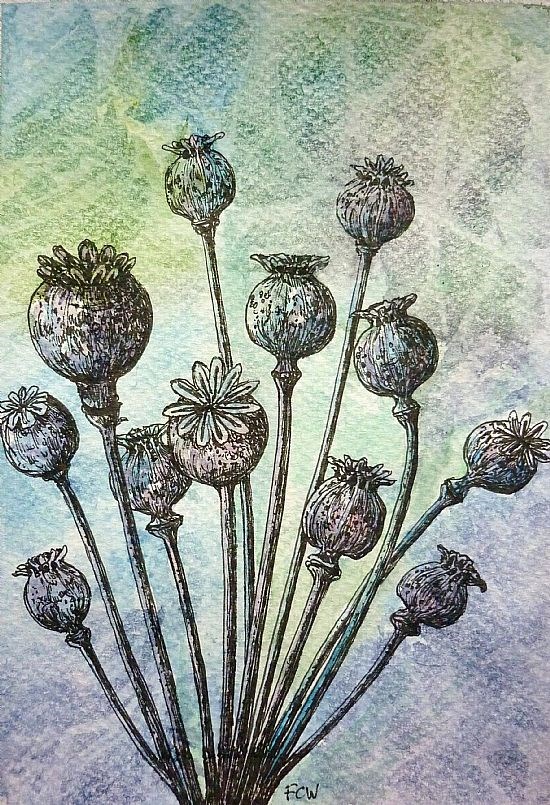 Poppy Seed Heads