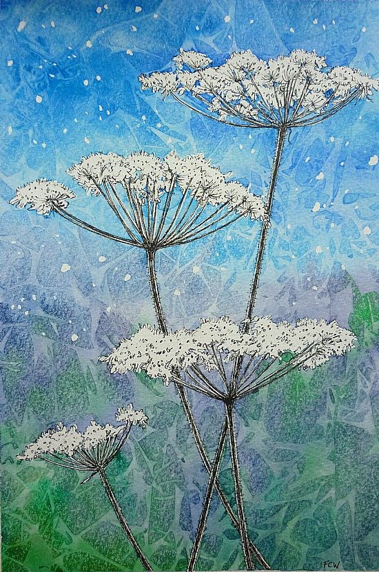 Starry Night Hogweed