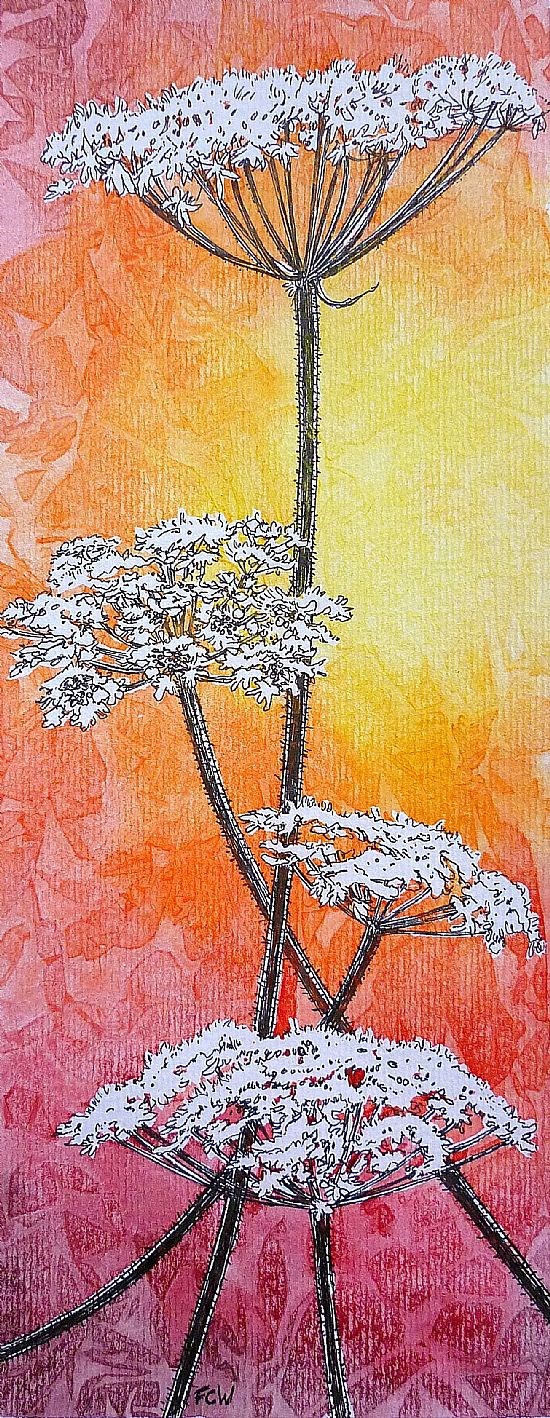 Sundown Hogweed