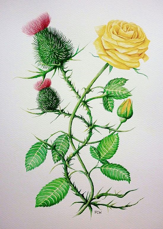 Thistle and Rose