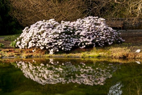 Benmore gardens