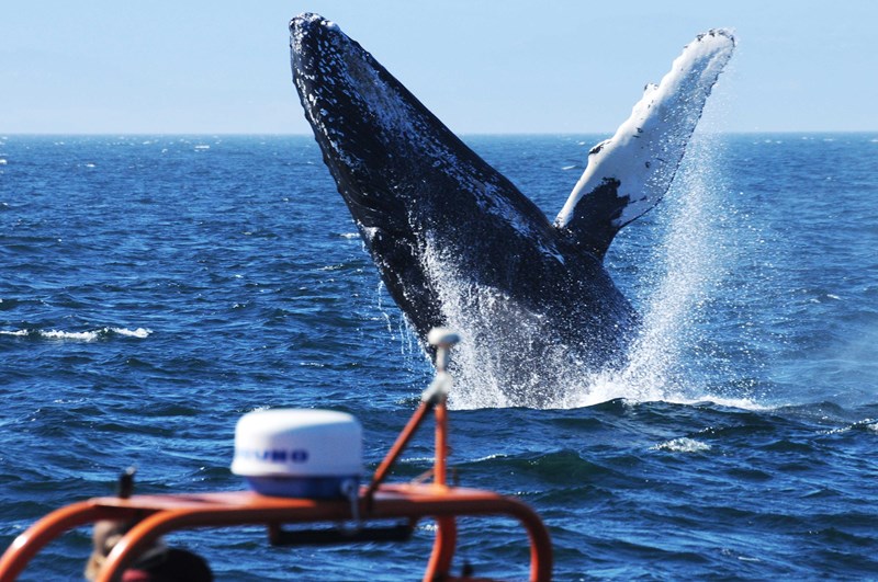 A breaching Humpback Whales, photographed on a boat trip from Vancouver Island, Canada, 2016.